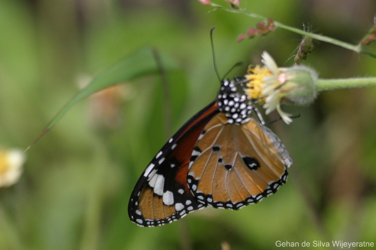 Danaus chrysippus Linnaeus, 1758